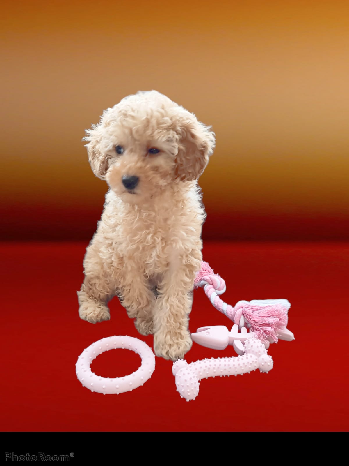 Puppy Starter Toy Pack (Blue) - The Pet Drop