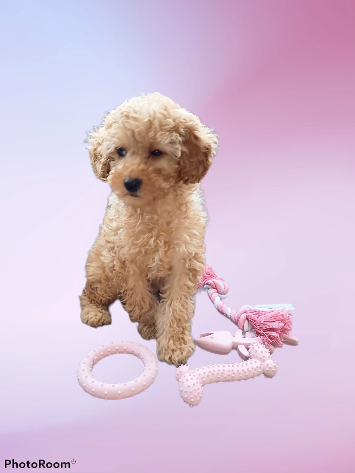 Puppy Starter Toy Pack (Blue) - The Pet Drop