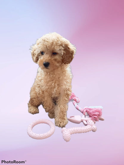 Puppy Starter Toy Pack (Blue) - The Pet Drop