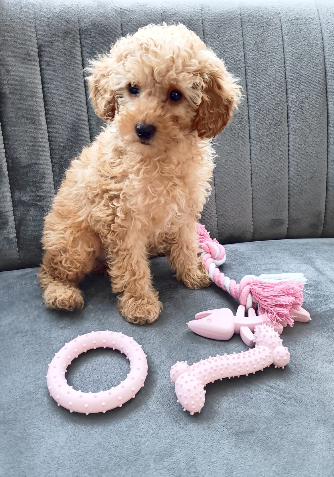 Puppy Starter Toy Pack (Blue) - The Pet Drop