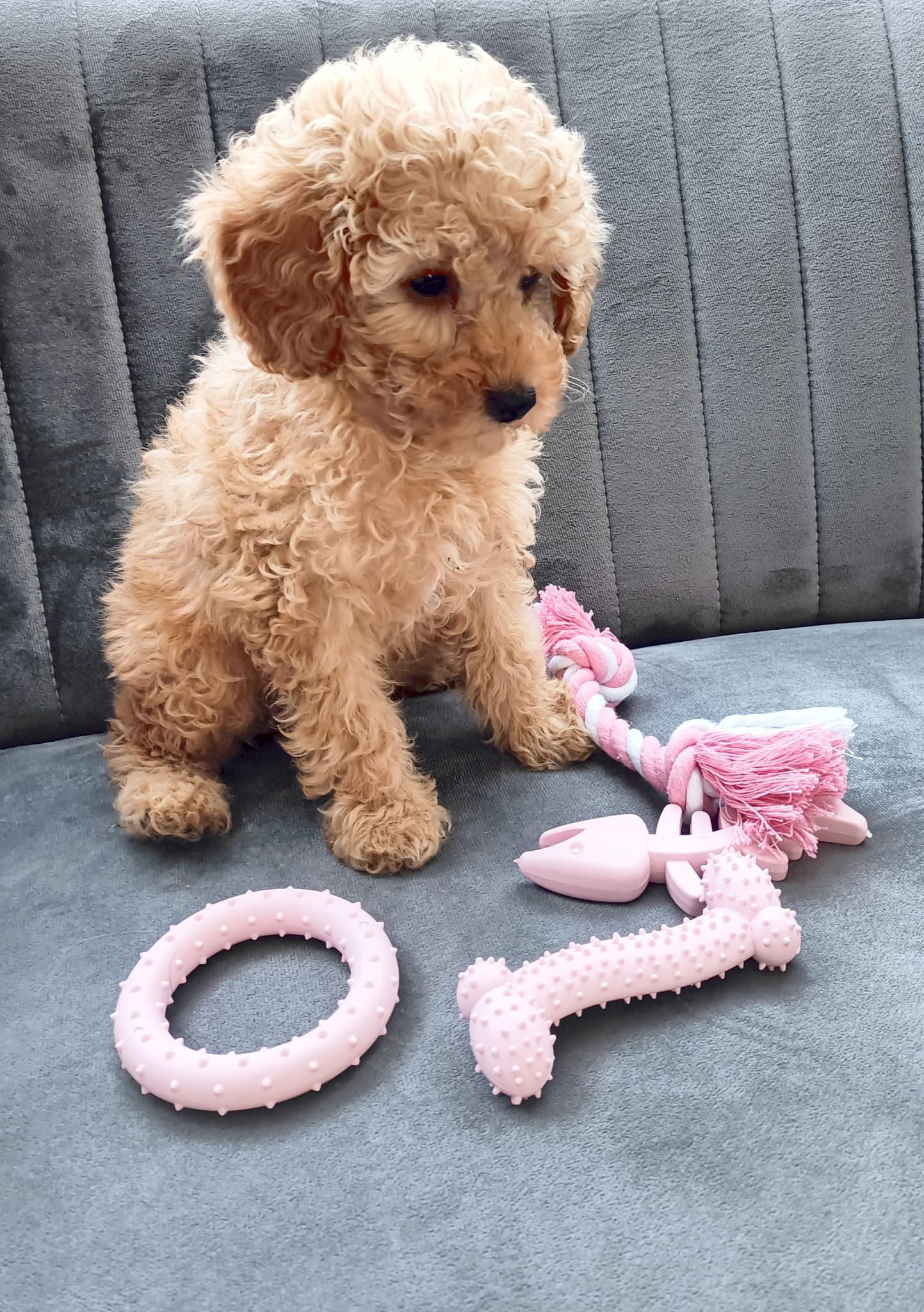Puppy Starter Toy Pack (Blue) - The Pet Drop