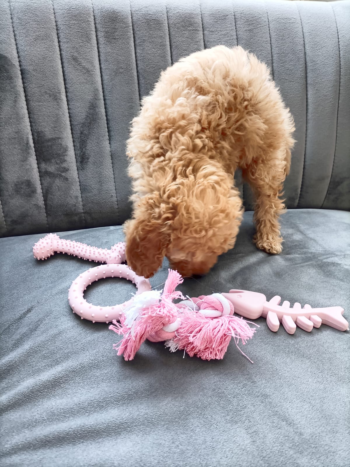 Puppy Starter Toy Pack (Blue) - The Pet Drop